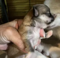 Ivy’s boy, a male Chihuahua for sale in Shevlin, MN – 6 of 10