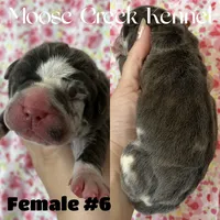 Female #6, a female Cane Corso and Olde English Bulldogge for sale in Shevlin, MN – 2 of 3