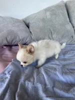 Snowflake , a male Chihuahua for sale in Shevlin, MN – 8 of 8