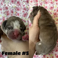 Female #5, a female Cane Corso and Olde English Bulldogge for sale in Shevlin, MN – 3 of 3