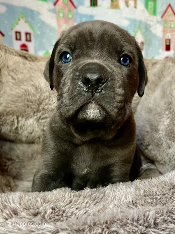 Male #2 – Cane Corso, Olde English Bulldogge puppy for sale in Shevlin, MN