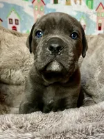 Male #2, a male Cane Corso and Olde English Bulldogge for sale in Shevlin, MN – 1 of 5