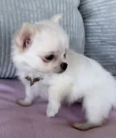 Snowflake , a female Chihuahua for sale in Shevlin, MN – 5 of 10