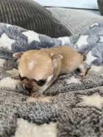 Fawn, a female Chihuahua for sale in Shevlin, MN – 8 of 9