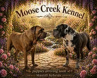 Female #4, a female Cane Corso and Olde English Bulldogge for sale in Shevlin, MN – 3 of 3