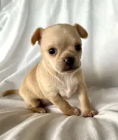 Willie, a male Chihuahua for sale in Shevlin, MN – 6 of 10