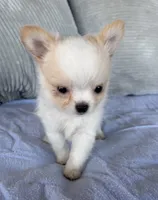 Snowflake , a male Chihuahua for sale in Shevlin, MN – 3 of 8