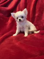 Icy, a female Chihuahua for sale in Shevlin, MN – 9 of 10