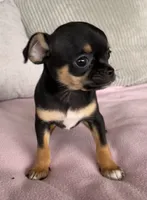 Tammy, a female Chihuahua for sale in Shevlin, MN – 6 of 10