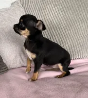 Tammy, a female Chihuahua for sale in Shevlin, MN – 2 of 10