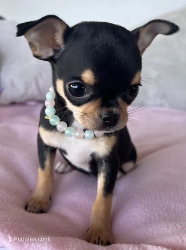 Black and tan girl #3 – Chihuahua puppy for sale in Shevlin, MN