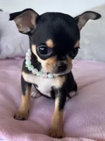 Black and tan girl #3, a female Chihuahua for sale in Shevlin, MN – 1 of 10