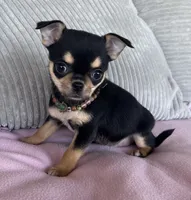 Black and tan girl #2, a female Chihuahua for sale in Shevlin, MN – 4 of 8
