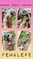 Female #2, a female Cane Corso and Olde English Bulldogge for sale in Shevlin, MN – 4 of 7