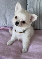 Snowflake , a female Chihuahua for sale in Shevlin, MN – 3 of 10