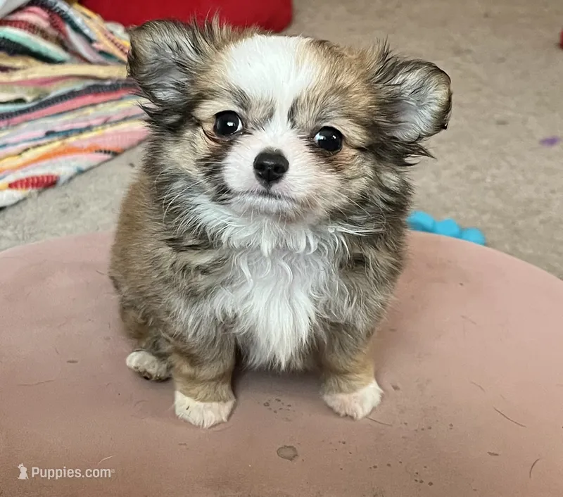 Munchkin  – Chihuahua puppy for sale in Shevlin, MN