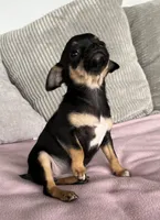 Tammy, a female Chihuahua for sale in Shevlin, MN – 10 of 10
