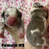 Female #2, a female Cane Corso and Olde English Bulldogge for sale in Shevlin, MN – 2 of 3