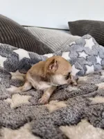 Fawn, a female Chihuahua for sale in Shevlin, MN – 2 of 9