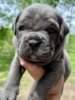 Male #2, a male Cane Corso and Olde English Bulldogge for sale in Shevlin, MN – 3 of 5