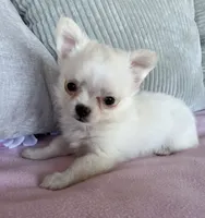 Snowflake , a female Chihuahua for sale in Shevlin, MN – 9 of 10
