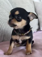 Black and tan girl #2, a female Chihuahua for sale in Shevlin, MN – 2 of 8