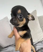 Timmy, a male Chihuahua for sale in Shevlin, MN – 4 of 10