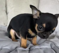 Black and tan girl #1, a female Chihuahua for sale in Shevlin, MN – 4 of 6