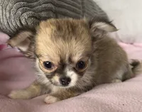 Toto, a female Chihuahua for sale in Shevlin, MN – 7 of 10