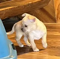 Willie, a male Chihuahua for sale in Shevlin, MN – 7 of 10