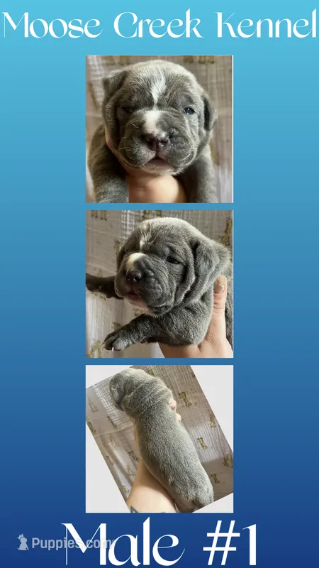 Male #1 – Cane Corso, Olde English Bulldogge puppy for sale in Shevlin, MN