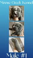 Male #1, a male Cane Corso and Olde English Bulldogge for sale in Shevlin, MN – 1 of 3