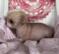 Pinkie, a female Chihuahua for sale in Shevlin, MN – 5 of 10