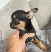 Timmy, a male Chihuahua for sale in Shevlin, MN – 2 of 10