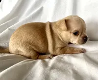Willie, a male Chihuahua for sale in Shevlin, MN – 4 of 10