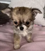 Toto, a female Chihuahua for sale in Shevlin, MN – 6 of 10