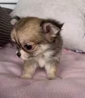 Toto, a female Chihuahua for sale in Shevlin, MN – 5 of 10