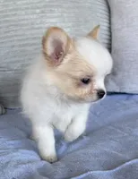 Snowflake , a male Chihuahua for sale in Shevlin, MN – 4 of 8