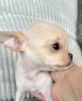 Tilly, a female Chihuahua for sale in Shevlin, MN – 4 of 6