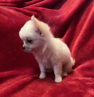 Icy, a female Chihuahua for sale in Shevlin, MN – 10 of 10