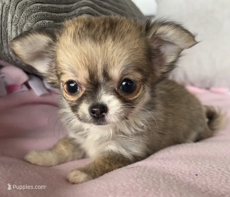 Toto – Chihuahua puppy for sale in Shevlin, MN