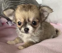 Toto, a female Chihuahua for sale in Shevlin, MN – 1 of 10
