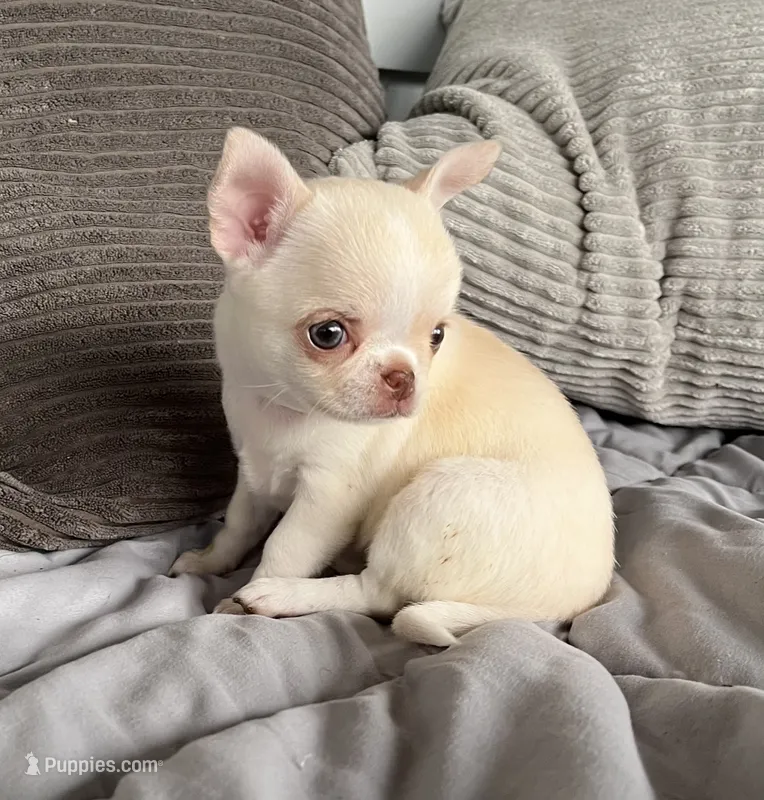 Taffy – Chihuahua puppy for sale in Shevlin, MN