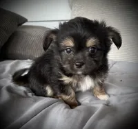Scruffy, a male Chihuahua and Chinese Crested for sale in Shevlin, MN – 8 of 10