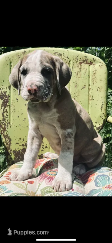 Female #2 – Cane Corso, Olde English Bulldogge puppy for sale in Shevlin, MN