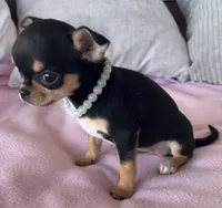 Black and tan girl #3, a female Chihuahua for sale in Shevlin, MN – 4 of 10