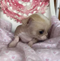 Pinkie, a female Chihuahua for sale in Shevlin, MN – 9 of 10