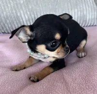 Black and tan girl #3, a female Chihuahua for sale in Shevlin, MN – 2 of 10