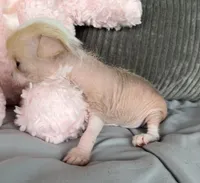 Pinky, a female Chihuahua for sale in Shevlin, MN – 2 of 10