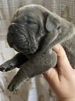 Male #2, a male Cane Corso and Olde English Bulldogge for sale in Shevlin, MN – 2 of 5